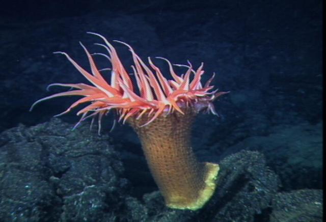 Anemone at the East Pacific Rise (2002)