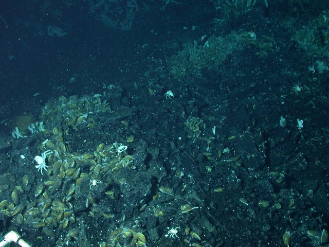 Animals on the seafloor within the Axial Summit Trough (AST) of the EPR (2004)