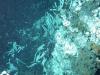 Hydrothermal vent structure at EPR (2004)