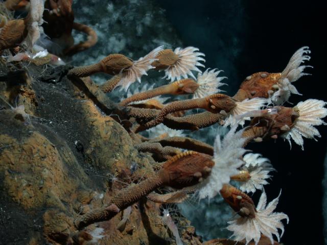 Stalked barnacles at Kilo Moana vent field (2005)