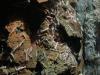 Shrimp on hydrothermal vent at Kilo Moana (2005)