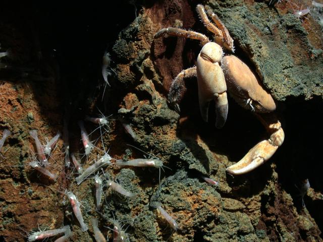 Crab at Kilo Moana (2005)