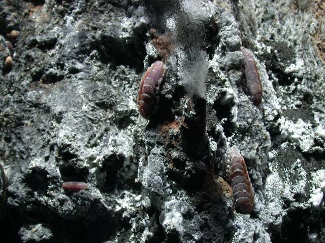 Scale worm (2006)