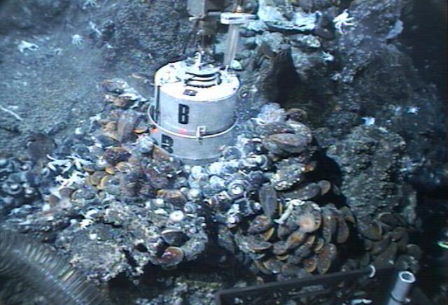 Mussel pot sampling device (2006)