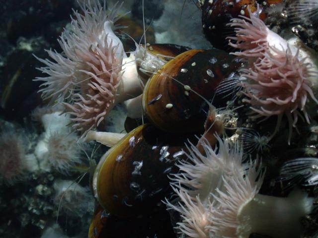 Mussels at Lau Basin (2006)